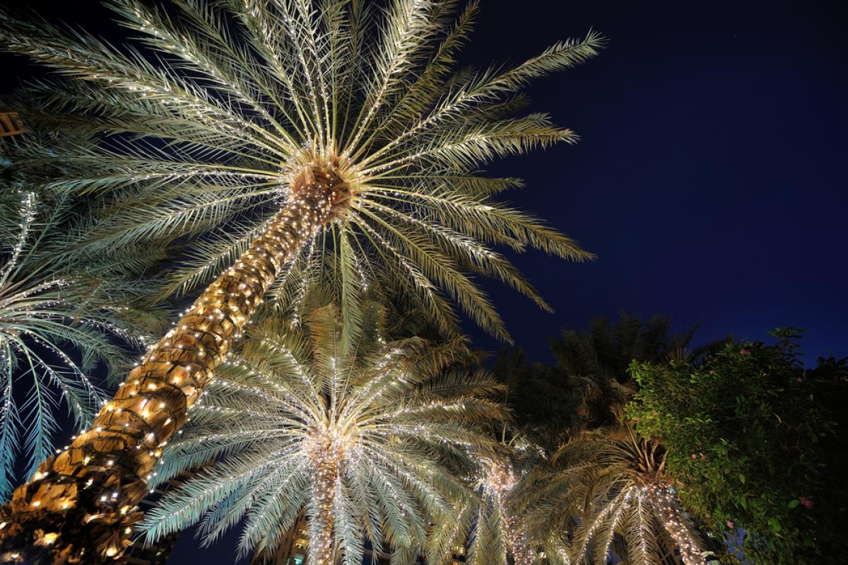 Palm Tree Lit with Christmas Lights